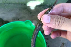 Xuất hiện thương lái bí ẩn mua cá lìm kìm gai số lượng lớn