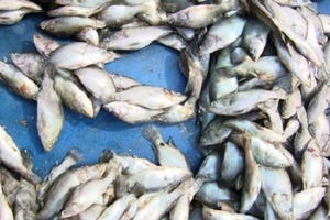 Ai chịu trách nhiệm vụ cá chết dọc ven biển miền Trung?