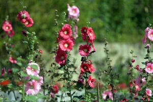 Nghỉ hè rồi, thỏa sức check in thiên đường hoa Fansipan Legend Nghỉ hè rồi, thỏa sức check in thiên đường hoa Fansipan Legend