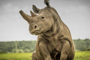 Sudan, con tê giác trắng phương bắc đực cuối cùng được Google tưởng nhớ