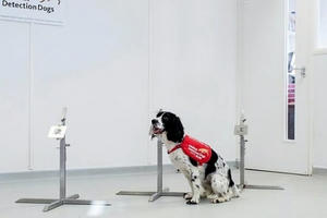 Chó phát hiện sốt rét chính xác tới 70%