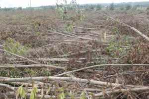 Đồng Nai: Dân kêu cứu vì 14ha tràm bị đốn, đốt phá gây thiệt hại nặng