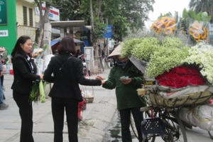 Cúc họa mi ngập tràn trên các tuyến phố Hà Nội