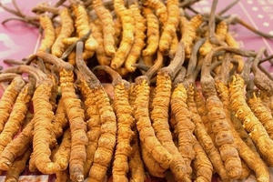 Sự thật về 'Đông trùng Hạ thảo' - Một vụ đại lừa đảo xuyên thế kỷ?