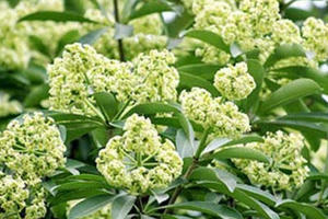 Ngửi mùi hoa sữa ảnh hưởng đến sức khỏe như thế nào?