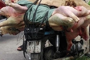 Nam Định: Bắt giữ đối tượng đang chở hơn 1 tạ lợn chết đi tiêu thụ