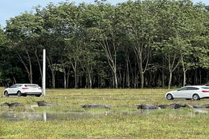 Bình Phước: Cần ngăn chặn vấn nạn phân lô bán nền trái phép tại huyện Hớn Quản