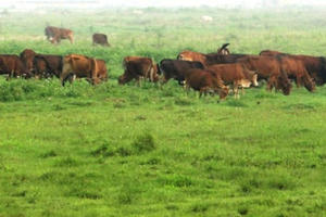 Thanh Hóa: Phát hiện 42 con trâu bò mắc bệnh lở mồm long móng