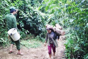 Nghệ An: Rừng bách xanh bị tận diệt, kiểm lâm vẫn “cần giám định”