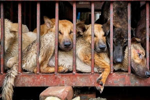 Lễ hội thịt chó diễn ra ở Trung Quốc bất chấp quy định mới về bảo vệ chó