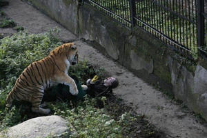 Du khách kinh hoàng chứng kiến hổ tấn công nhân viên vườn thú