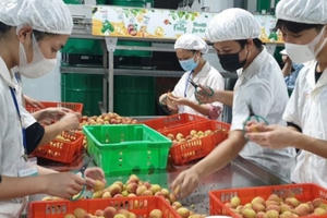 Lên kế hoạch tiêu thụ vải giữa đợt dịch Covid-19 không bị ảnh hưởng