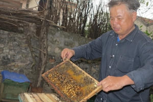 Sản xuất sữa ong chúa sạch thu nhập hàng trăm triệu đồng mỗi năm Sản xuất sữa ong chúa sạch thu nhập hàng trăm triệu đồng mỗi năm