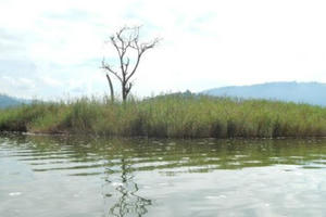 Đảo trừng phạt 'gái không chồng mà chửa' Đảo trừng phạt 'gái không chồng mà chửa'