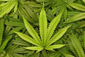 Khởi tố đối tượng trồng cần sa cho gà ăn