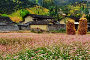 Lễ hội hoa tam giác mạch Hà Giang mang tên “Đá nở hoa”