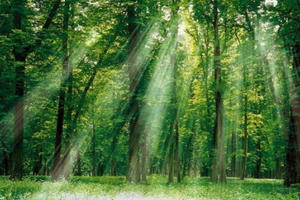 Đóng cửa rừng: Đại ngàn Tây Nguyên sẽ ngừng "chảy máu"? Đóng cửa rừng: Đại ngàn Tây Nguyên sẽ ngừng "chảy máu"?