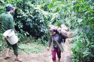 Vụ " tận diệt" rừng bách xanh tại Nghệ An: Đã tịch thu 64 tấn gốc rễ, phạt 56 triệu đồng