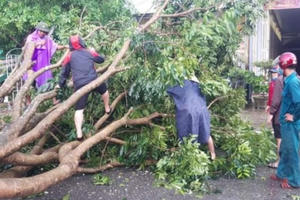 Giông lốc khiến nhiều cây cối, nhà cửa ở Nghệ An đổ sập
