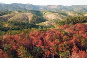 Truy tố kẻ thuê 30 triệu đồng để phá 1 ha rừng