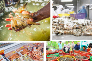 Xuất khẩu tôm Việt Nam đạt đỉnh 4,6 tỷ USD năm 2025