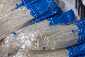 Nấm kim châm 'đáng ngờ' tung hoành khắp nơi