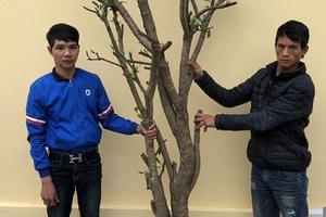 Hải Phòng: Khới tố các đối đối tượng lười làm, ham chơi đi trộm cây cảnh bán lấy tiền tiêu xài