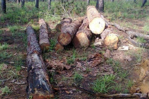 Lâm Đồng: Bị cáo kêu cứu cho rằng bị ngồi tù oan gần 2 năm