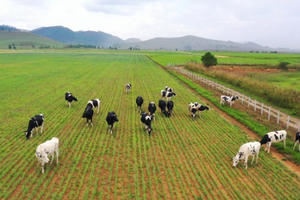 Chìa khóa để Vinamilk vững vàng trong Top "50 công ty niêm yết tốt nhất Việt Nam" 8 năm liền