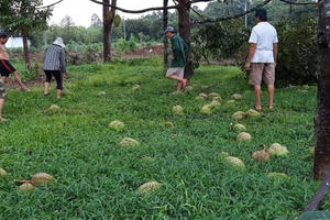 Mưa lớn gây thiệt hại nông sản của người dân Đồng Nai