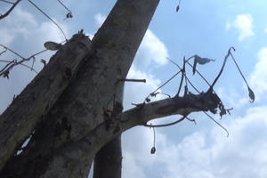 Xót xa nhìn cây chết khô trên đường nghìn tỉ Xót xa nhìn cây chết khô trên đường nghìn tỉ