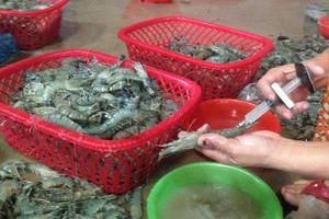 Ngày ngày thực phẩm “bẩn” xông vào dạ dày của các gia đình