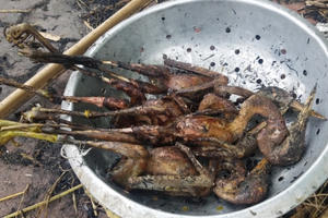 Chợ cóc chuyên bán chim trời "độc, lạ" ven Hà Nội