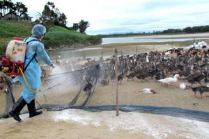 Quảng Ninh ghi nhận ổ dịch cúm gia cầm