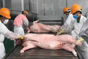 Slide - Điểm tin thị trường: Nhập khẩu thịt heo tăng hơn 6 lần