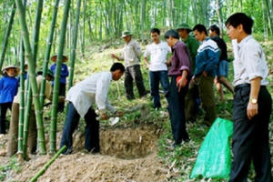 Cấp hơn 3.000 tấn gạo cho người trồng rừng ở Thanh Hóa