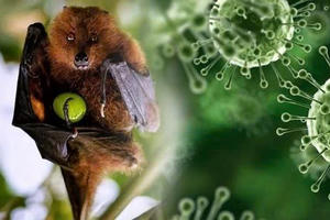 Virus Nipah - cơ chế gây bệnh và các biện pháp phòng ngừa Virus Nipah - cơ chế gây bệnh và các biện pháp phòng ngừa