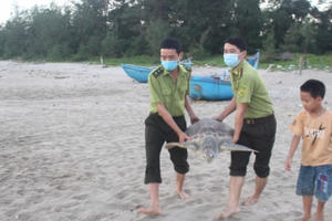 Thả cá thể rùa biển quý hiếm nặng 32,5 kg trở về với tự nhiên Thả cá thể rùa biển quý hiếm nặng 32,5 kg trở về với tự nhiên