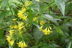 Mâu thuẫn gia đình, người phụ nữ ăn lá ngón tự tử để lại con nhỏ chưa đầy 1 tuổi