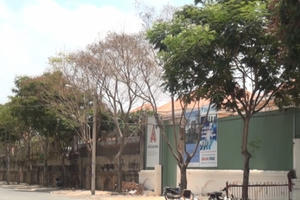 TP HCM: Hàng loạt cây xanh chết bất thường trên đường phố TP HCM: Hàng loạt cây xanh chết bất thường trên đường phố