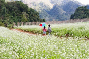 Khám phá vẻ đẹp tinh khôi mùa hoa Mộc Châu