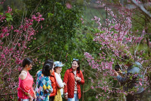 Quảng Ngãi đón hơn 96.000 lượt khách trong kỳ nghỉ Tết Dương lịch