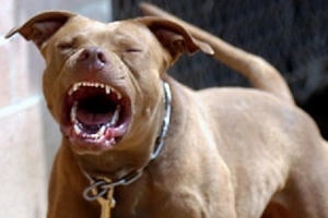 Hà Nội: Chó Pit bull nặng 30kg cắn chủ nhà và hàng xóm nhập viện Hà Nội: Chó Pit bull nặng 30kg cắn chủ nhà và hàng xóm nhập viện