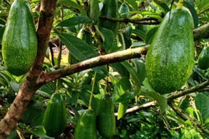 Học tỷ phú trồng bơ, "ẵm" 3 tỷ mỗi vụ