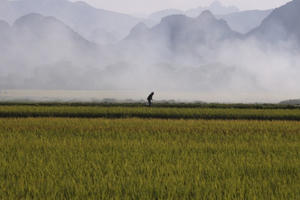 Đồng lúa chín vàng đẹp như tranh ở ngoại thành Hà Nội