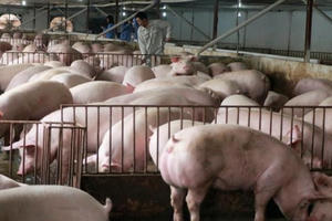 Nhiều tín hiệu tích cực về nguồn cung thịt lợn dịp Tết