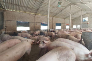 Giá heo hơi hôm nay 16/11: Ba miền thiết lập đỉnh mới, có găm hàng