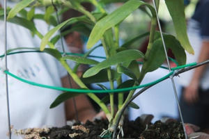 Đại gia Hà Nội chi 5 tỷ đồng mua giỏ lan nhìn như ngọn rau muống