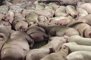 Bắt quả tang hơn 5.000 con lợn bị tiêm thuốc an thần trước khi giết mổ