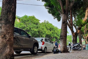 Tiếc nuối “tiễn biệt” những hàng cây cổ thủ trên hai tuyến đường chính ở TP Vinh